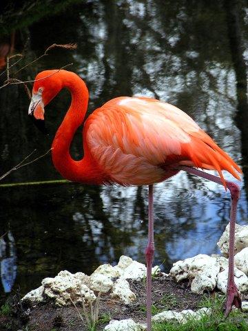Flamingo