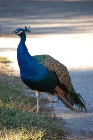 Peacock