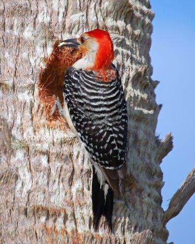 Woodpecker