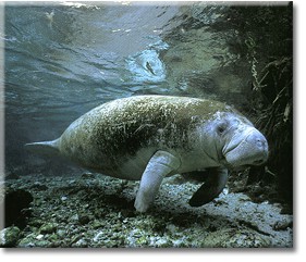 manatee in rocks