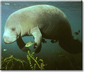 manatee with fish